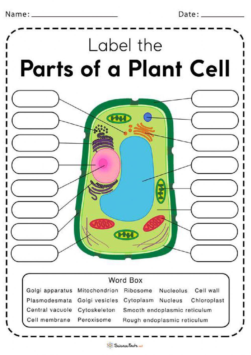 5 Tips for Cell Labeling Success